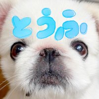 とうふくん (@toufukun_pe) 's Twitter Profile