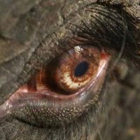 brigitte 🐘❤️ (@brigitte61) 's Twitter Profile