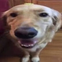 SharkDanYT1's profile picture. no se, amo a mi @matifrustrado que tambien tiene otra cuenta llamada @matifrustradazo lol