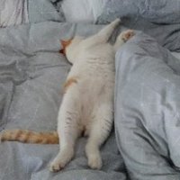 Mohican (@bouleetbill24) 's Twitter Profile