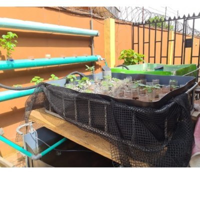 Projects I Research and Development I Urban Agriculture I Fishery I Recirculating Aquaculture System (RAS) I Aquaponics I Black Solider Fly Farming (BSF)