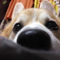 ガジュウ (@panda_hut) 's Twitter Profile