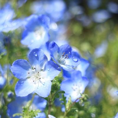 たまかけサブ垢さんのプロフィール画像