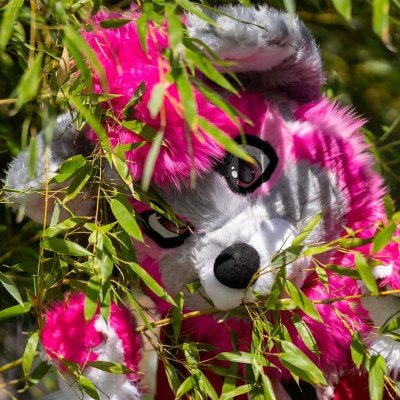🥝 Púki Beerenhund 🍓(also Cupido Valentine)さんのプロフィール画像