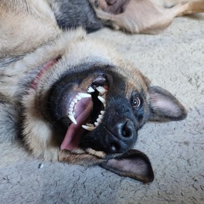 90% é foto de cachorro. O resto é reclamação