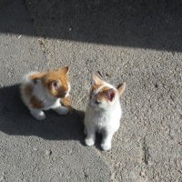 شيما' (@shaimaa_alsaeid) Twitter profile photo