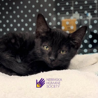 Check out our cats at https://t.co/RmUUbZwD14 and follow our main account at @nehumanesociety 🐈