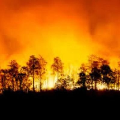 Associació Collserola Paisatge Viu.
Davant emergència climàtica, períodes de sequera extrema, actuacions clares. La Serra de Collserola i la població perillen.