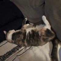 Moon Cat (@carterslayde1) 's Twitter Profile