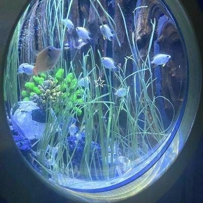 SIDE_EYY's profile picture. 