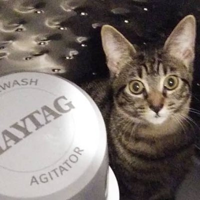 bublubjubb15549's profile picture. Skinned potatoes are in a bag under my porch, a bird is screaming at me, i have no clue what to do with my life, yeah this is fine.