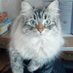 Naughty Kitty (@vanyamonkey) Twitter profile photo Naughty Kitty (@vanyamonkey) Twitter profile photo