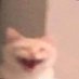 cat lover (@catloverlolsm) Twitter profile photo cat lover (@catloverlolsm) Twitter profile photo