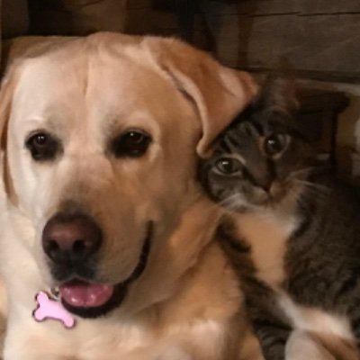 PiersonGaynell's profile picture. Patriot, Conservative Constitutionalist, Independent thinker seeking truth in all things.