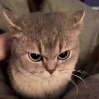 thatonebeetle (@tuxedosamfan1) 's Twitter Profile