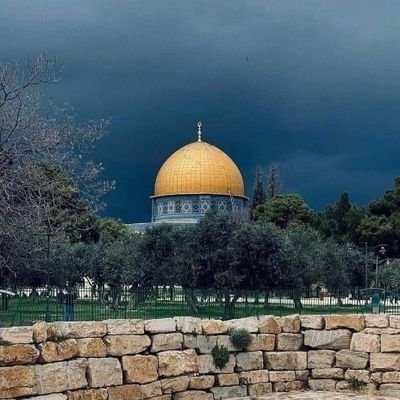 roshdyahmed305's profile picture. 