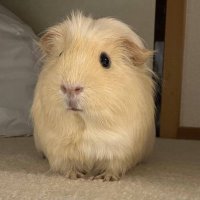 しまてぃの (@pino2231) Twitter profile photo