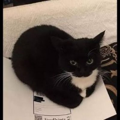 Guitarpichu's profile picture. 