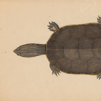 TurtleinaTie Profile Picture