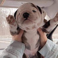Bulldog Worlds🇺🇲(@Bulldog_Worlds) 's Twitter Profile Photo