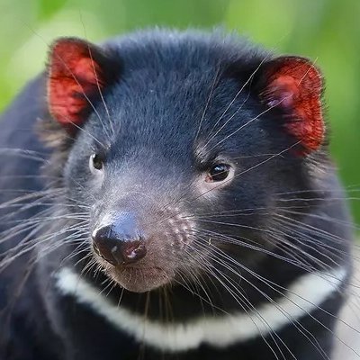 TassieDevyl Profile
