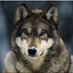 wolf (@pack0wolf) Twitter profile photo wolf (@pack0wolf) Twitter profile photo