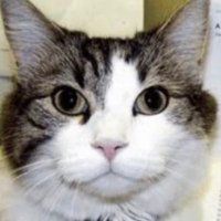 Smiling James (@smilingjamesart) 's Twitter Profile