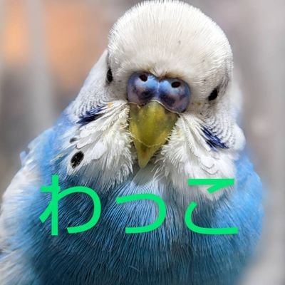 アイコンは インコのわっこです▫️🗻静岡県の田舎でわっこや🐣お鳥様🐦と同居する家庭菜園好きの70代のババァ👵
Xの不具合で(避難用アカウント)が消えてしまいました
ボチボチ古い📱でポストします…なんだかなぁ~~訳ワカメ状態です