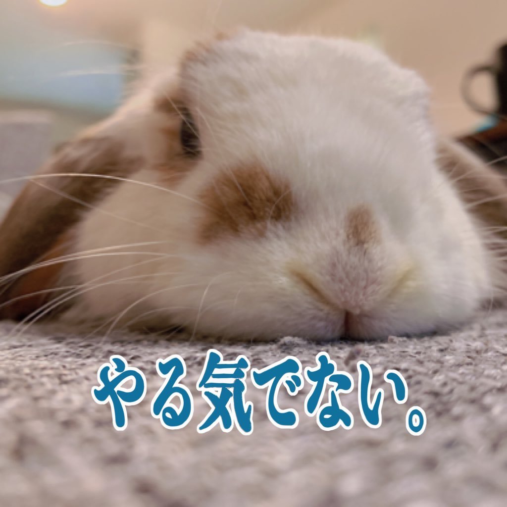 kuro_nekooo's profile picture. 相方👨と息子👶と娘🐰と私👩の日常 ランチ🍝や旅行✈️、うさぎツイート多めです！平和な毎日🕊️ ※友人以外フォロー不可