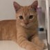 nothing2seehere (@whycatsocute_) Twitter profile photo nothing2seehere (@whycatsocute_) Twitter profile photo
