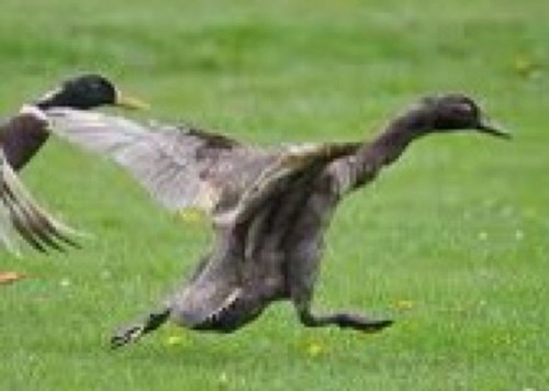 runslikeaduck's profile picture. Eh up!
High Tech for work, Primitive Tech for interest. If I'm not trail running I'm bushcrafting.