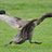 runslikeaduck's profile image