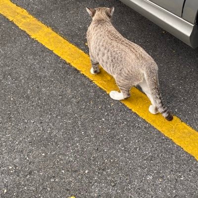 WarutBest's profile picture. 2000 ENTP