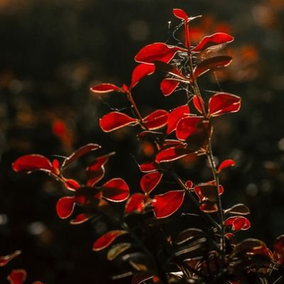 akanksha_iitb's profile picture. PMRF Research Scholar @IITBombay