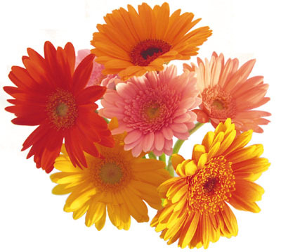 met_k's profile picture. ずっと🐶派だったのに最近🐱派になりつつも街で🐶を見かけるとニヤニヤしちゃう💕結局どっちも好きな私😆