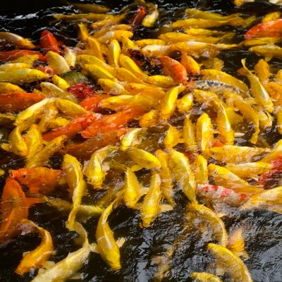 aieruishi's profile picture. 知道自己不知道，不知道自己知道