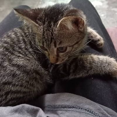 1Kekandamu's profile picture. Simple person...ini acc real dan bukan DS yeaa...sila baca btol2...nakal  x mintak duit org pun..pecinta chubby girl with big aset...mencari pada yg sudi