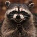 Nouon Raccoon (@nouonr22497) Twitter profile photo Nouon Raccoon (@nouonr22497) Twitter profile photo