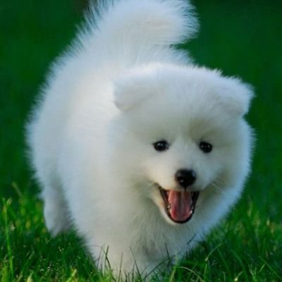 The perfect account to show to your parents when you want a Dog💞💞