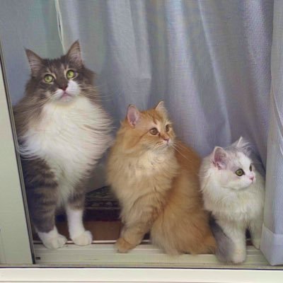 いらっしゃいませ🐱✨こちらは猫の猫による猫の為の楽園、ネコランドです🐱🏝 ノルウェージャンフォレストキャット【レイ♂】ラガマフィン【エマ♀】ミヌエット【ノーマン♂】で笑いと癒しをお届け致します🐱YouTube【ねこらんどch】は下記から