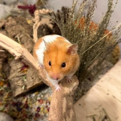 とてもフレンドリーで遊び心のあるハムスター、ギズモ 🐹。可愛くて素敵なペットです。 ... 人生を最大限に生きてください、あなたにはこれしかありません