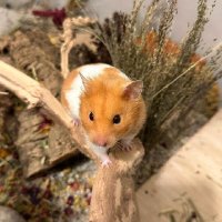 Gizmo 🐹 🥰 (@gizmo_ham23) 's Twitter Profile