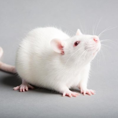Mouse11720155's profile picture.