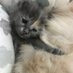mahza (@rumeysa66960579) Twitter profile photo mahza (@rumeysa66960579) Twitter profile photo