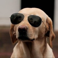 The Crypto Dogš (@thcryptcdog) 's Twitter Profile