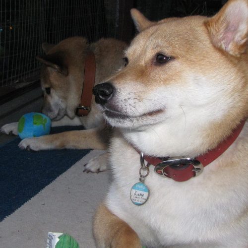 sukiandkuma's profile picture. Meet Sydney shibas Suki and Kuma #twibas assisted by their humum @boldaslove