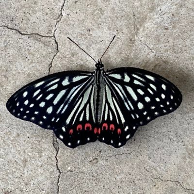 nei__2nd's profile picture. 