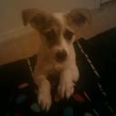 ginger broussard - @topnotchpuppy - Twitter