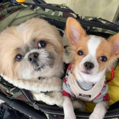 2017年8月19日こじろう2歳の記念にTwitter開設しました(ᐡ ᐧ ﻌ ᐧ ᐡ)気軽にフォローしてね🐾たまにチワワの福ちゃん登場します❤️🔥2024年10月に👶🏻のお兄ちゃんになりました🐶