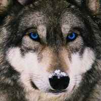 Wolff_UK 🇬🇧🏴🏳️🌈 🇮🇱 (@wolffuk12) 's Twitter Profile
